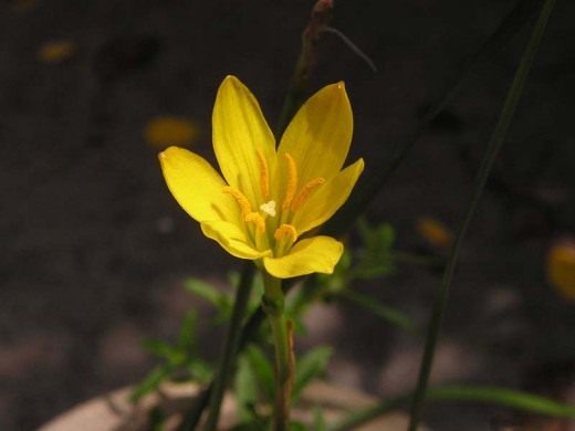 Зефирантес (Zephyranthes) Зефирантес (Zephyranthes)