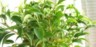 Фикус Бенджамина (Ficus benjamina)