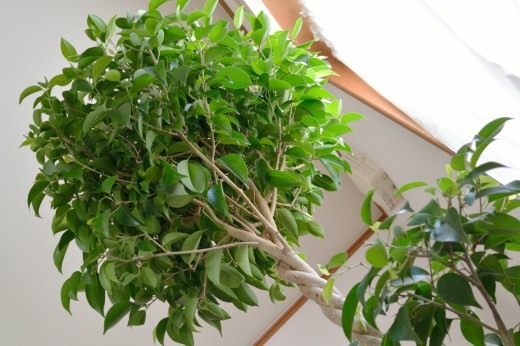Фикус бенджамин (лат. Ficus benjamina) Фикус бенджамин (лат. Ficus benjamina)