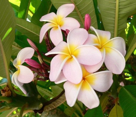 Плюмерия (Frangipani)