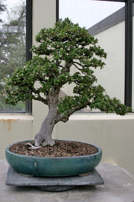 Кормона (Fukien Tea Tree)