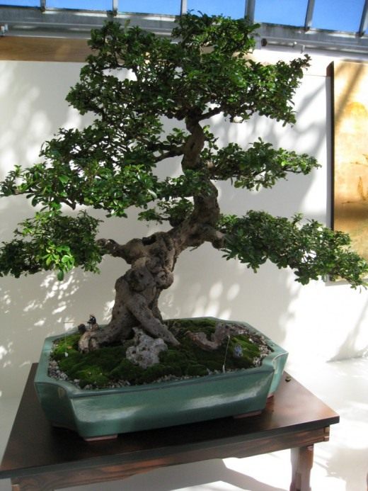 Кормона (Fukien Tea Tree)