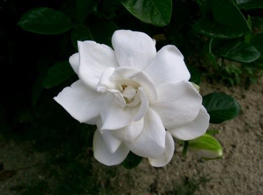 Гардения (Gardenia) Гардения (Gardenia)