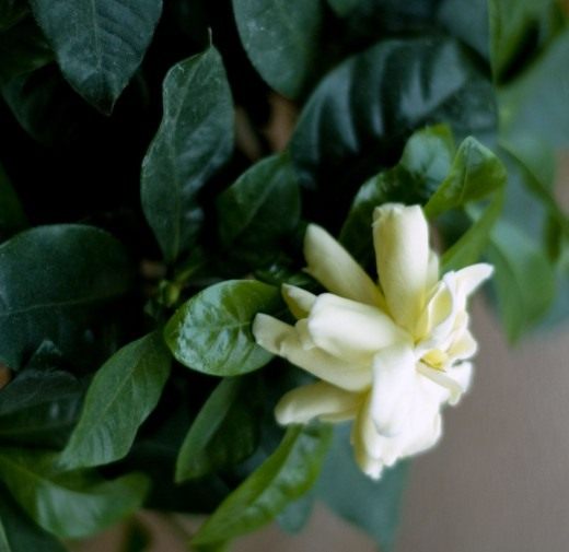 Гардения (Gardenia) Гардения (Gardenia)