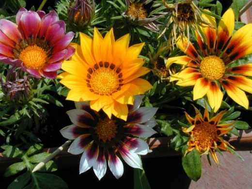 Газания (Gazania) Газания (Gazania)