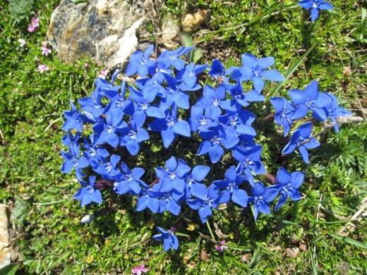 Горечавка (Gentiana)
