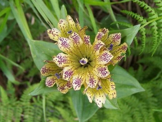 Горечавка (Gentiana)