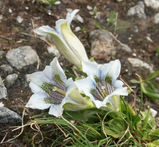 Горечавка (Gentiana)