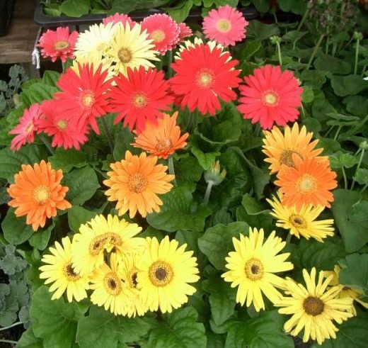 Гербера (Gerbera) Гербера (Gerbera)