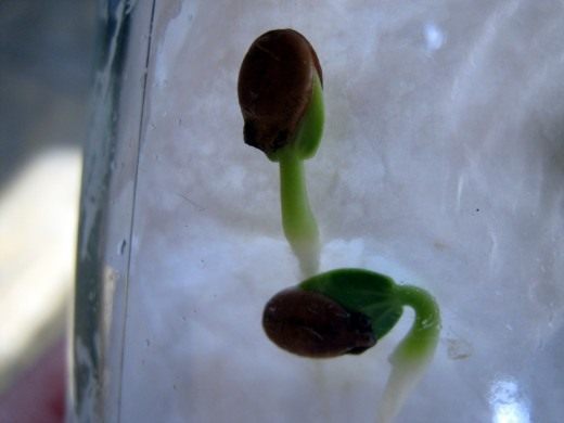 Пророщенные семена (Germinated seeds)