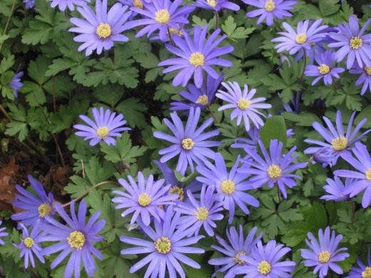 Ветреница нежная, Анемона нежная (Anemone blanda) Ветреница нежная, Анемона нежная (Anemone blanda)