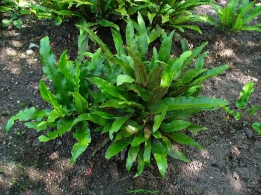 Листовик сколопендровый (Hart's-tongue Fern)