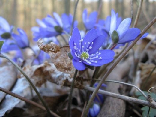 Печёночница благородная (Hepatica nobilis) Печёночница благородная (Hepatica nobilis)