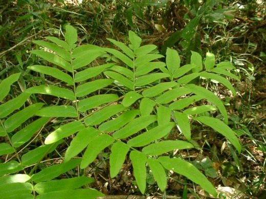 Осмунда японская (Japanese royal fern)