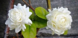 Жасмин самбак (Jasminum sambac)