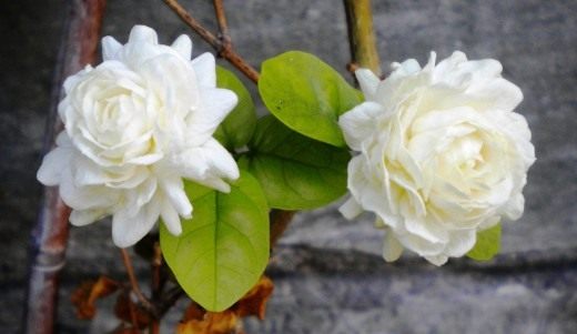 Жасмин самбак (Jasminum sambac) Жасмин самбак (Jasminum sambac)