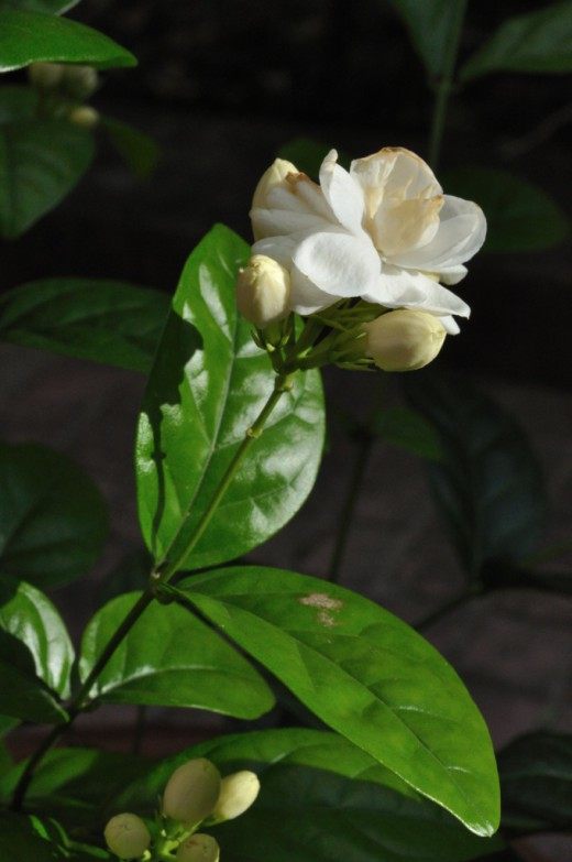 Жасмин самбак (Jasminum sambac)