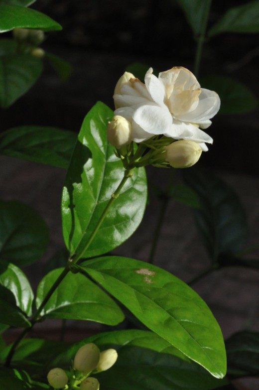 Жасмин самбак (Jasminum sambac) Жасмин самбак (Jasminum sambac)