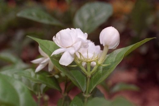Жасмин самбак (Jasminum sambac) Жасмин самбак (Jasminum sambac)