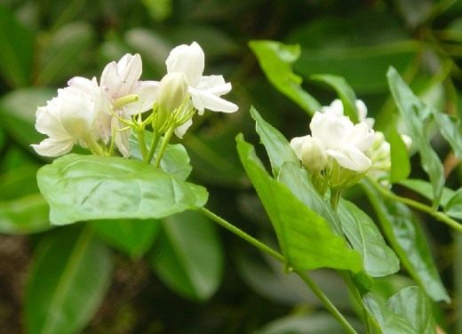 Жасмин самбак (Jasminum sambac) Жасмин самбак (Jasminum sambac)