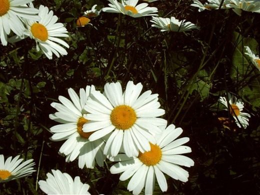 Нивяник (Leucanthemum) Нивяник (Leucanthemum)