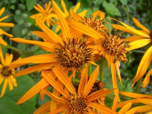 Бузульник, Лигулярия, или Лигулария (Ligularia) Бузульник, Лигулярия, или Лигулария (Ligularia)