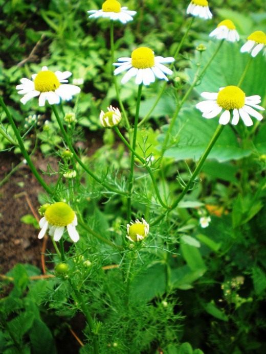 Ромашка (Matricaria)