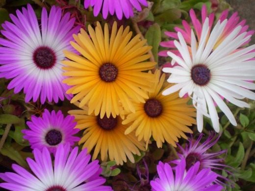 Доротеантус маргаритковидный (Dorotheanthus bellidiformis) Доротеантус маргаритковидный (Dorotheanthus bellidiformis)