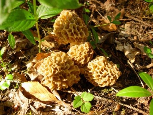 Сморчок (Morel)