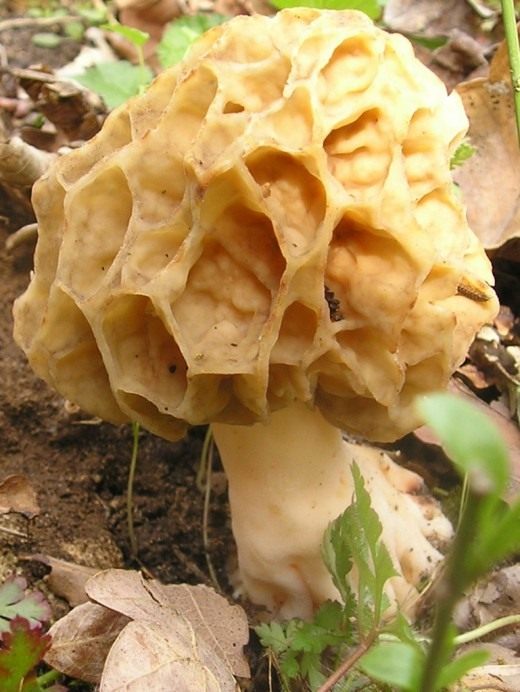 Сморчок (Morel)