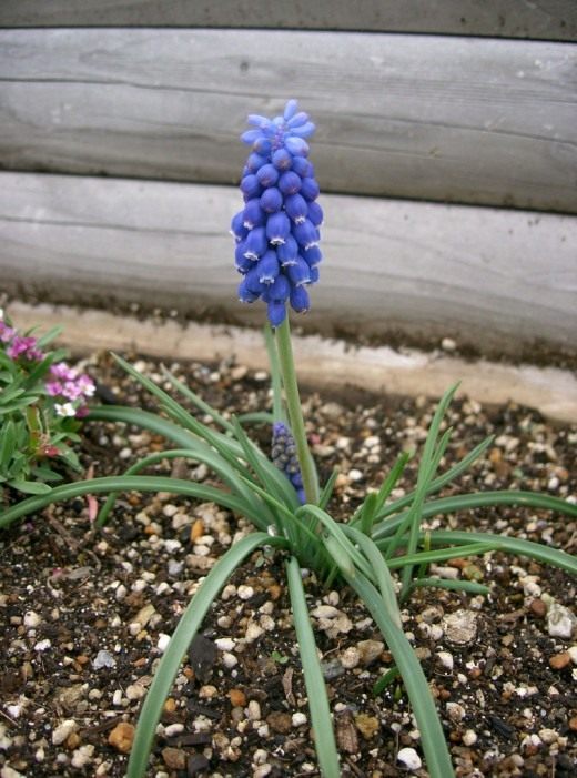 Мускари (Muscari)
