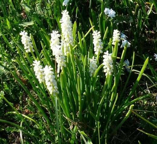 Мускари (Muscari)