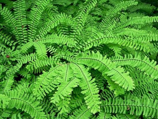 Дальневосточный адиантум стоповидный (Northern Maidenhair Fern)