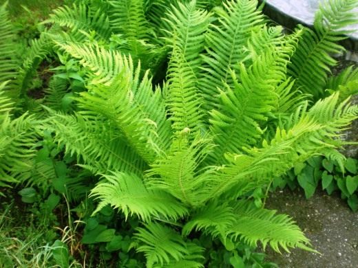 Страусник обыкновенный (Ostrich fern)
