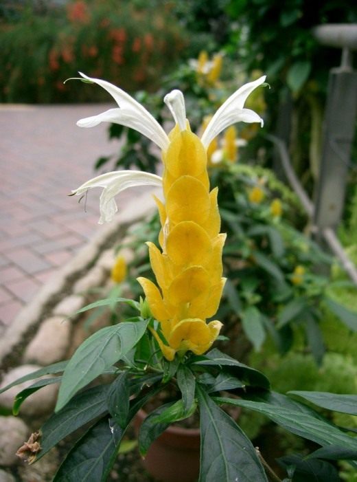 Пахистахис (Pachystachys) Пахистахис (Pachystachys)