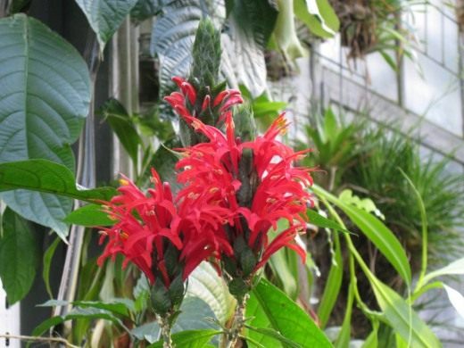 Пахистахис (Pachystachys)