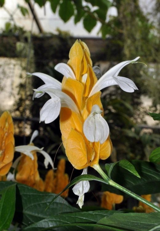 Пахистахис (Pachystachys) Пахистахис (Pachystachys)