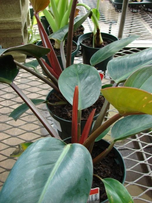Филодендрон (Philodendron)