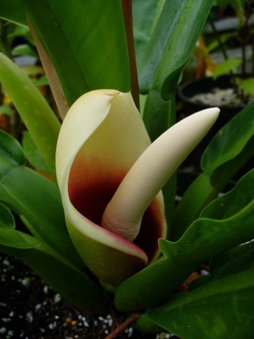 Филодендрон (Philodendron)