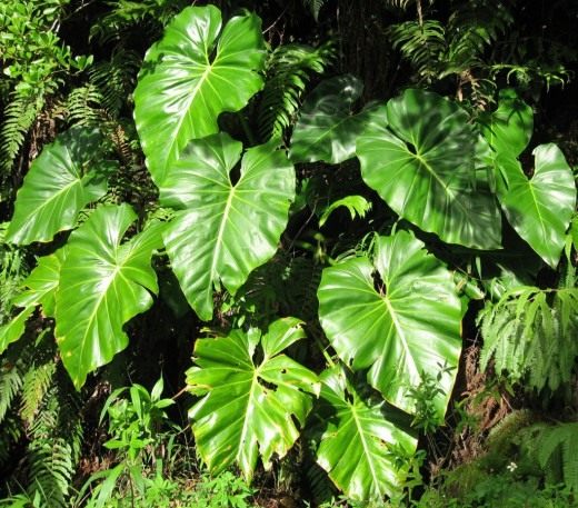 Филодендрон (Philodendron)