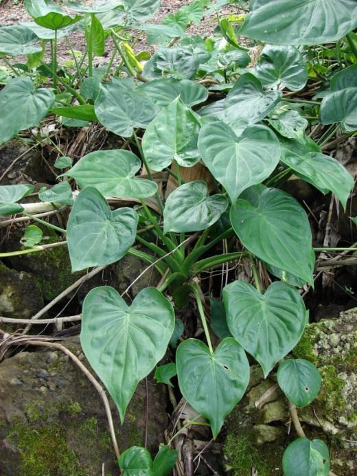 Филодендрон (Philodendron)