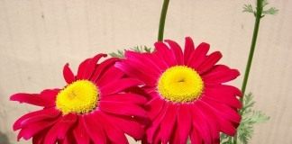Пиретрум (Pyrethrum)