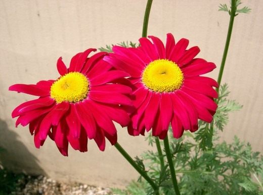 Пиретрум (Pyrethrum) Пиретрум (Pyrethrum)