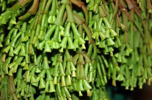Рипсалис (Rhipsalis)