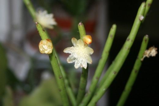 Рипсалис (Rhipsalis)