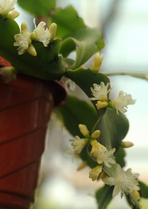 Рипсалис (Rhipsalis)