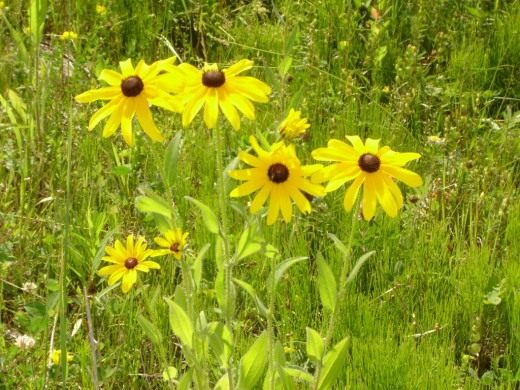 Рудбекия (Rudbeckia) Рудбекия (Rudbeckia)