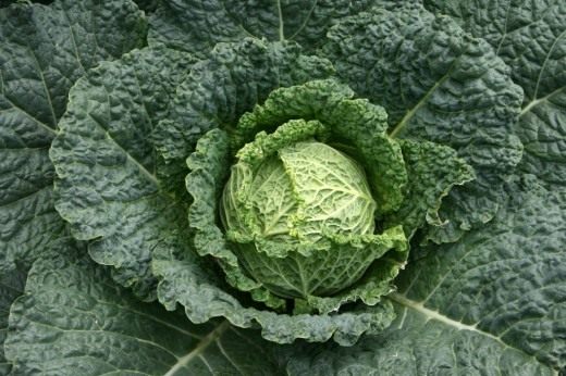 Савойская капуста (Savoy Cabbage)