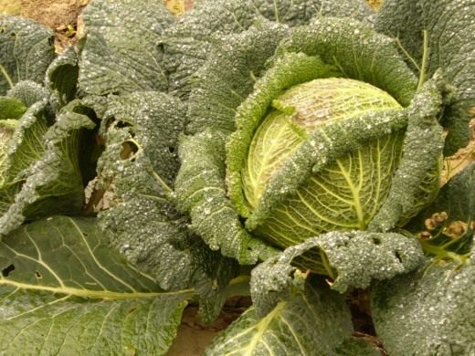 Савойская капуста (Savoy Cabbage)