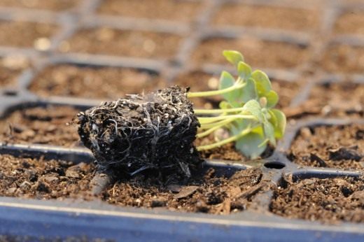Проращивание семян (Seed germination)